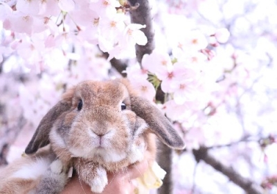 ♡桜より高く飛べた日♡桜風船 お花見うさぎ シーグラスアート