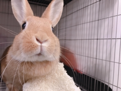 GWホテルの予約受付てます！ | うさぎ星 スタッフブログ