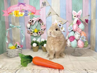 イースター☆うさぎひよこちゃん ていたし
