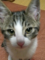 サバ
