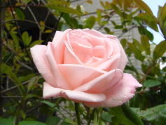 薔薇