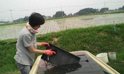 苗箱あらう畠山さゆり