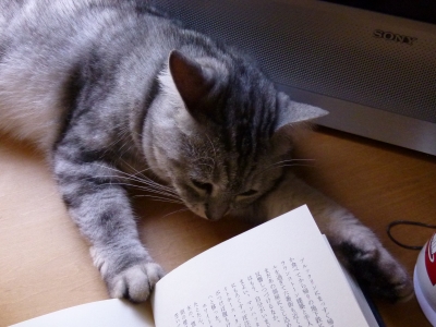 てあげる