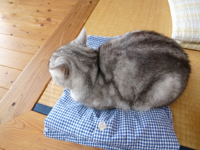 P1000338.JPG