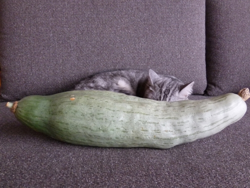 P1020230.JPG
