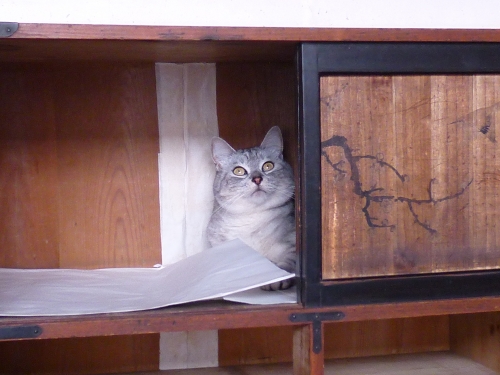 たんす猫見上げ.JPG