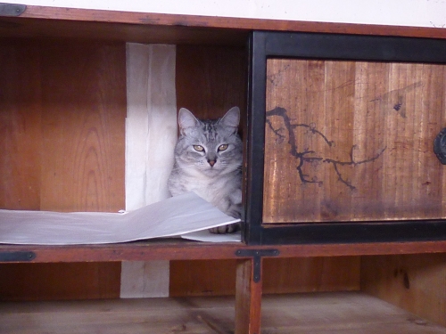 たんす猫鎮座.JPG