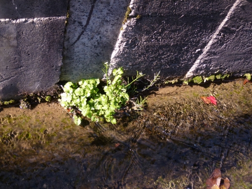 P1030152.JPG