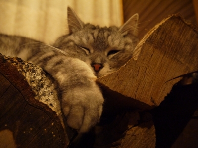P1000601.JPG