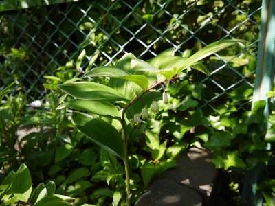 P1020426.JPG