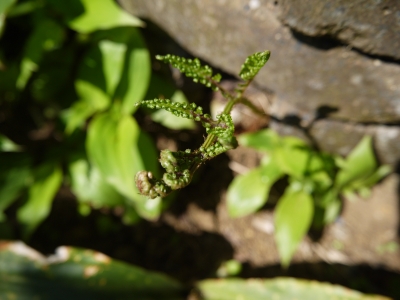 P1020434.JPG