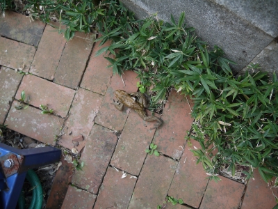 P1100219.JPG