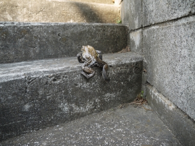 P1100238.JPG