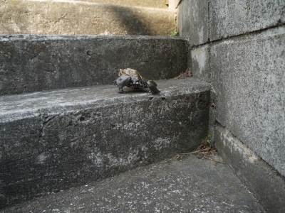 P1100239.JPG