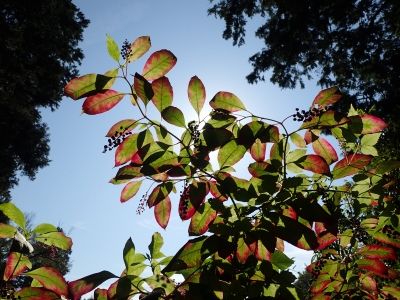 PA150135.JPG