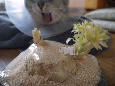いちょう た の ゆり あいだ に 割り込み