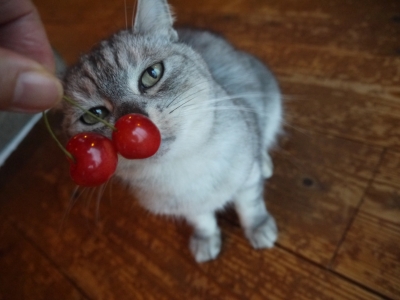 さくらんぼと薪ストーブ 猫な日本語