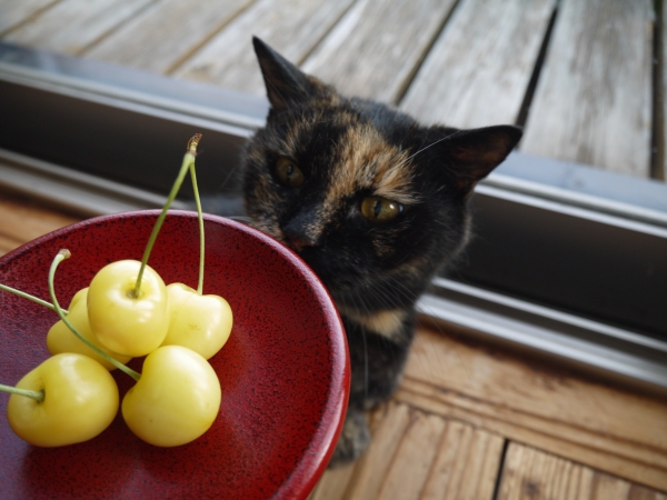 18年07月06日の記事 猫な日本語