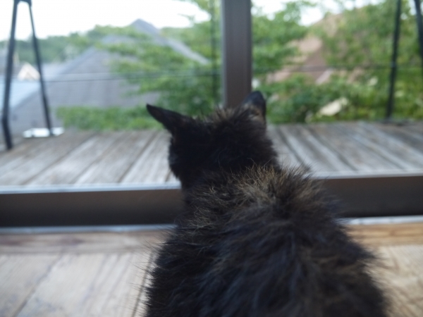 P1350407 - コピー.JPG