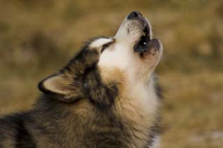 犬の遠吠え