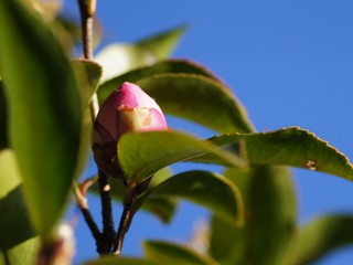 山茶花の蕾