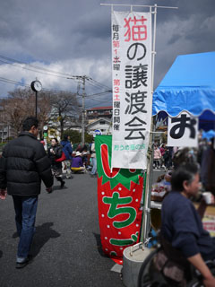 集音器ブログ いちご 猫の譲渡会