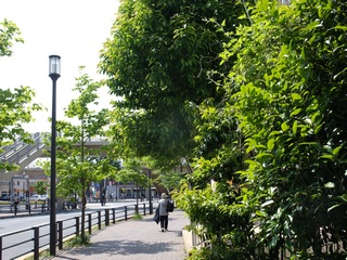 河辺の緑