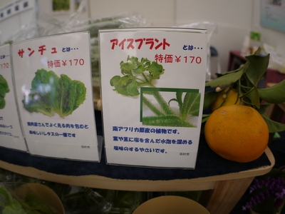 アイスプラント