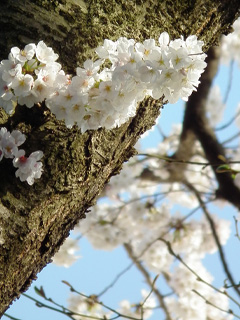 幹と桜