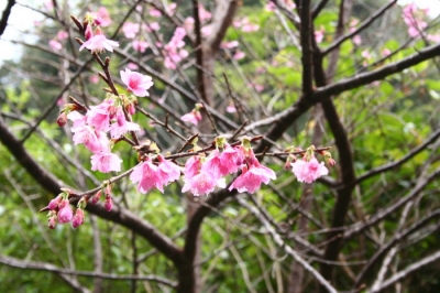 沖縄の桜