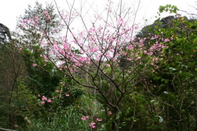 沖縄の桜