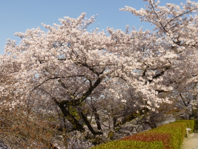 こんぴらさん 桜