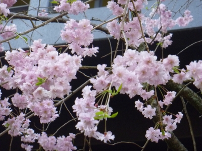 こんぴらさん 桜