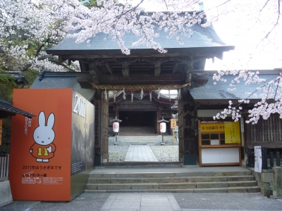 こんぴらさん さくら