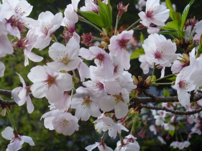 金比羅宮 桜