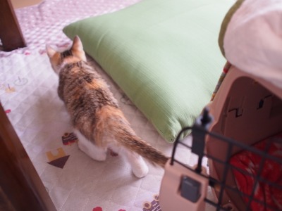 s-ねおと トライアル (3).jpg