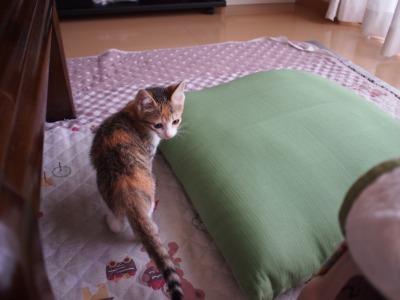 s-ねおと トライアル (4).jpg