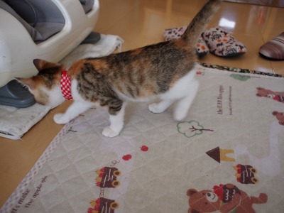 s-ねおと トライアル (7).jpg