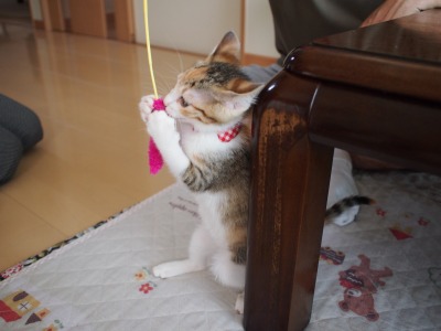 s-ねおと トライアル (11).jpg