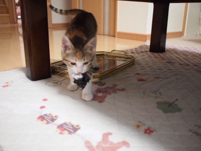 ねおと 契約 (49).JPG