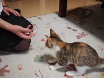 ねおと 契約 (51).JPG