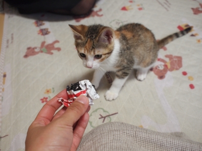 ねおと 契約 (53).JPG