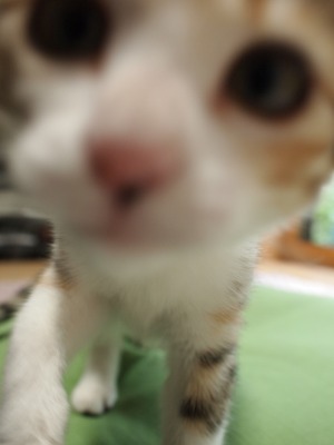 s-ねおと 契約 (31).jpg