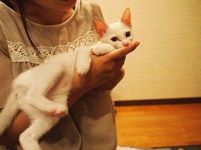 s-ひめ 契約 (8).jpg