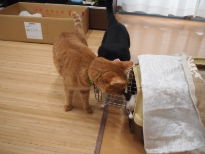 s-やよい トライアル2回目 (2).jpg