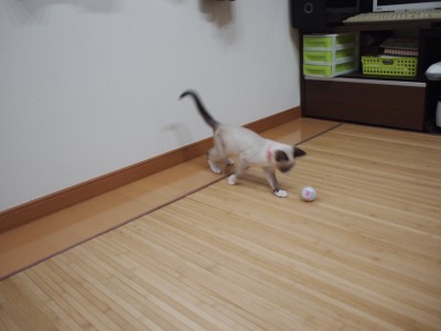 s-やよい トライアル2回目 (20).jpg