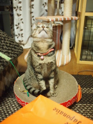 s-ちとせ 契約 (14).jpg