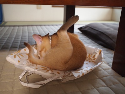 s-ぐらたぐぴ 契約 (10).jpg