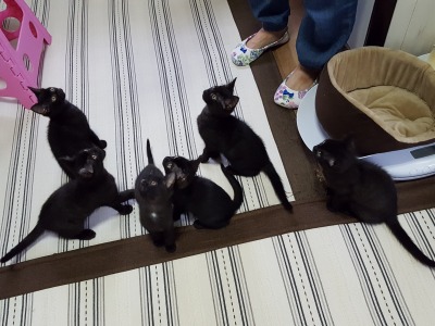 s-ハウスFさま宅にて (6).jpg