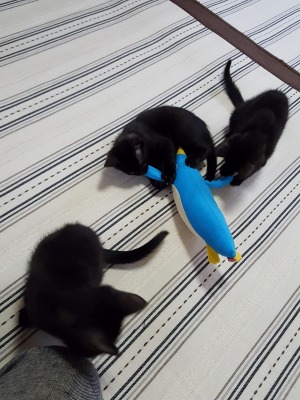 s-ハウスFさま宅にて (8).jpg
